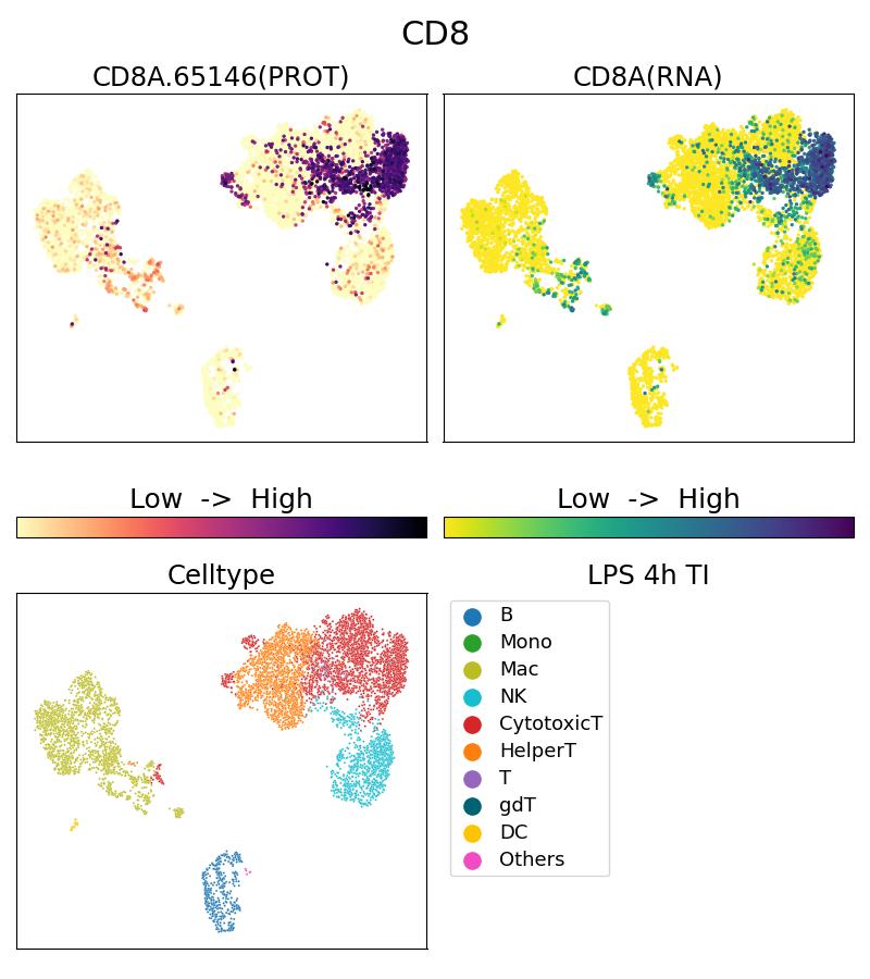 CD8