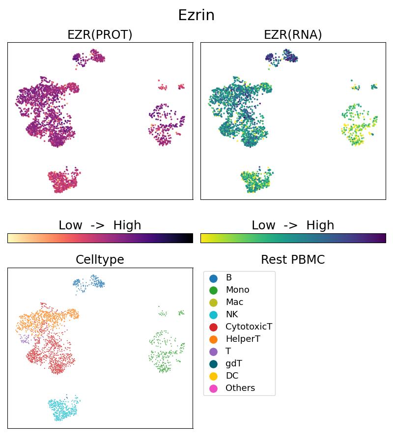 Single Cell Sequencing experiment G26056-1-5C on Resting PBMC