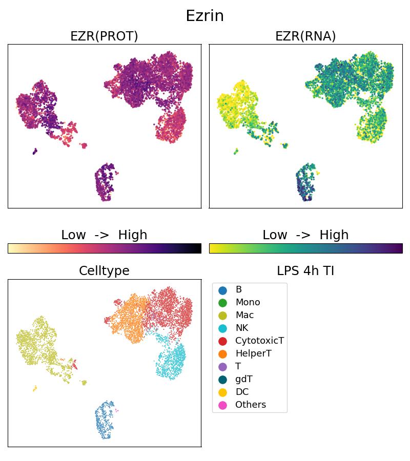 Single Cell Sequencing experiment G26056-1-5C on PBMC treated with 4hr LPS + TI