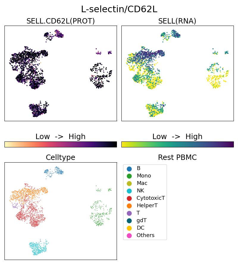 Single Cell Sequencing experiment G26477-1-5C on Resting PBMC