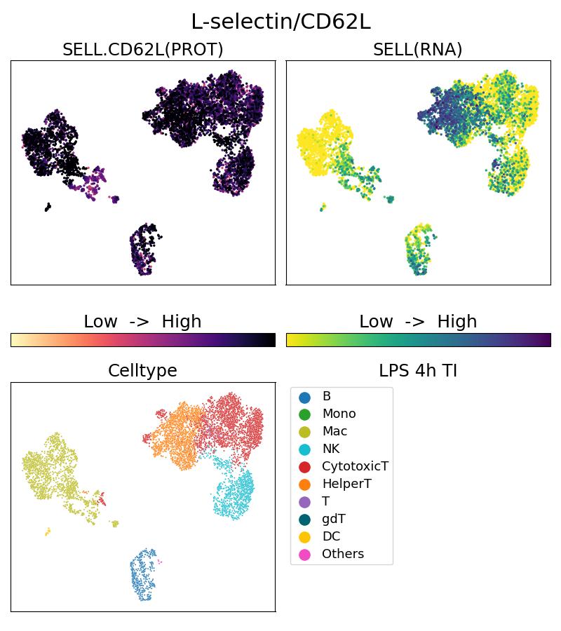 Single Cell Sequencing experiment G26477-1-5C on PBMC treated with 4hr LPS + TI