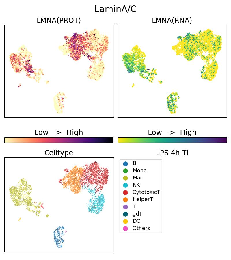 Single Cell Sequencing experiment G81042-1-5C on PBMC treated with 4hr LPS + TI