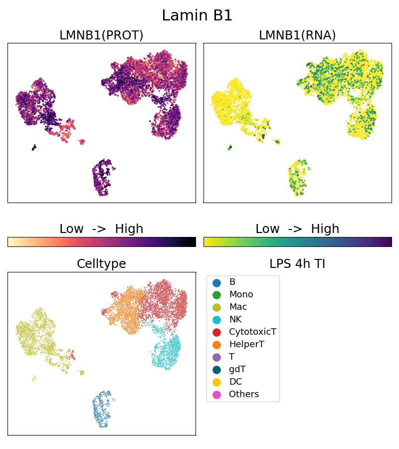 Single Cell Sequencing experiment G66095-1-5C on PBMC treated with 4hr LPS + TI