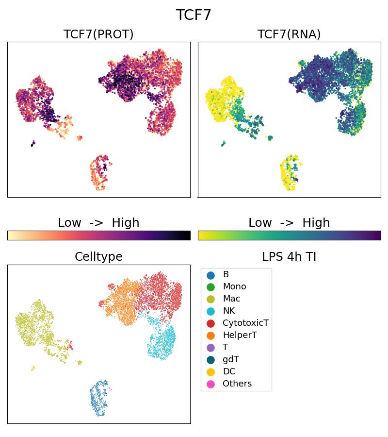 TCF7