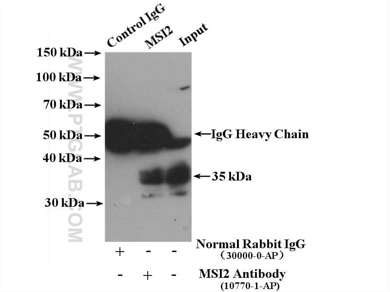 Immunoprecipitation (IP) experiment of MCF-7 cells using MSI2 Polyclonal antibody (10770-1-AP)