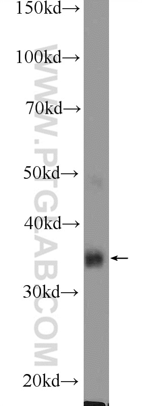 Western Blot (WB) analysis of COLO 320 cells using MSI2 Polyclonal antibody (10770-1-AP)