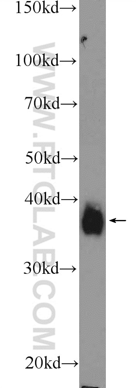 Western Blot (WB) analysis of C6 cells using MSI2 Polyclonal antibody (10770-1-AP)