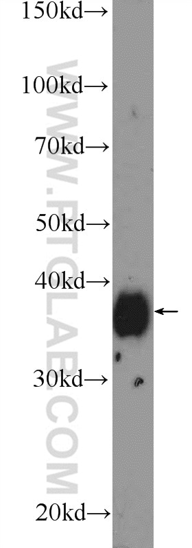 Western Blot (WB) analysis of C6 cells using MSI2 Polyclonal antibody (10770-1-AP)