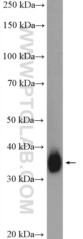 Western Blot (WB) analysis of PC-12 cells using MSI2 Polyclonal antibody (10770-1-AP)