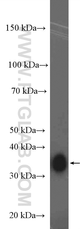 Western Blot (WB) analysis of PC-12 cells using MSI2 Polyclonal antibody (10770-1-AP)