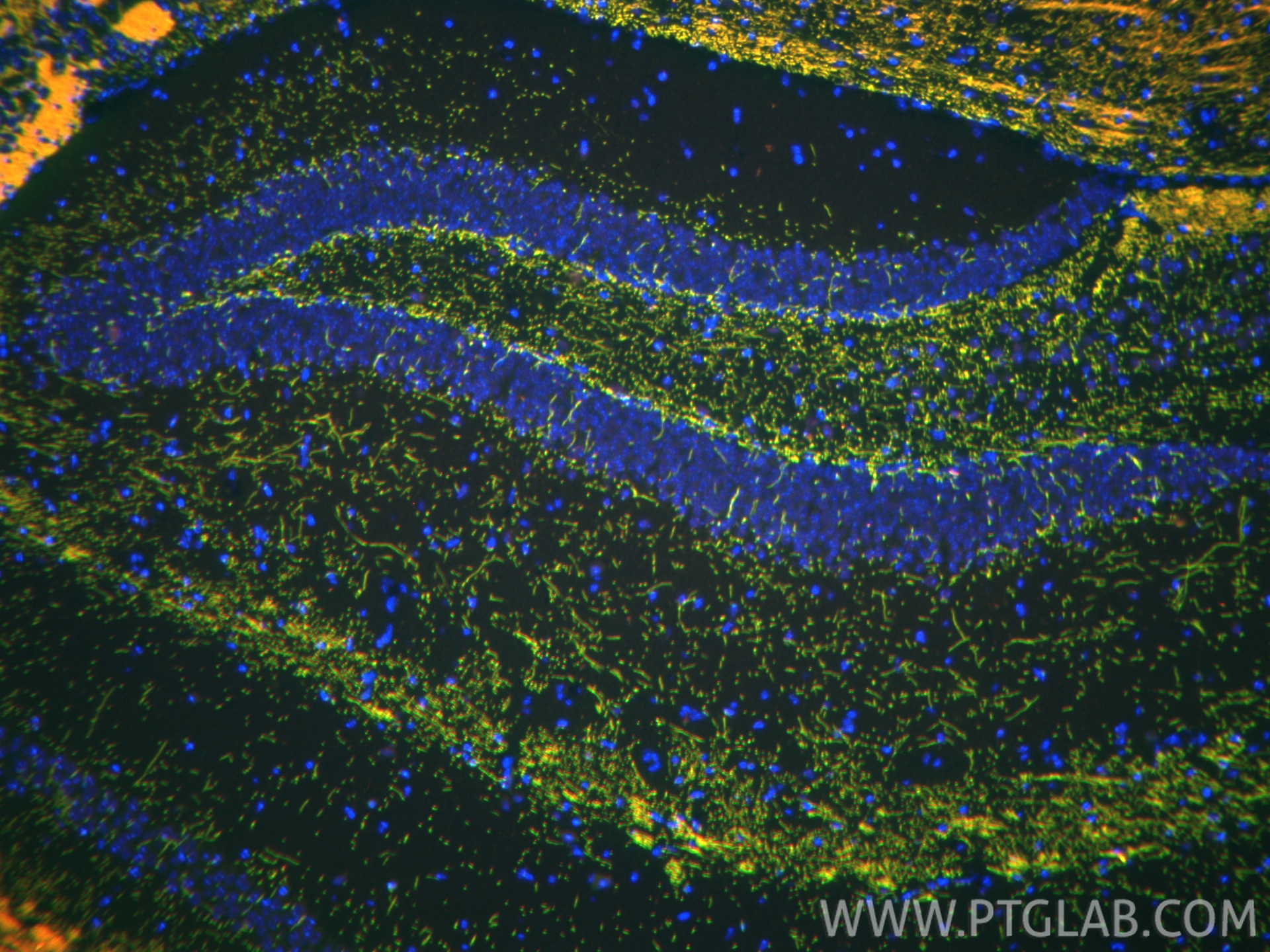 Immunofluorescence (IF) / fluorescent staining of mouse brain tissue using CoraLite® Plus 488-conjugated MBP Polyclonal antib (CL488-10458)