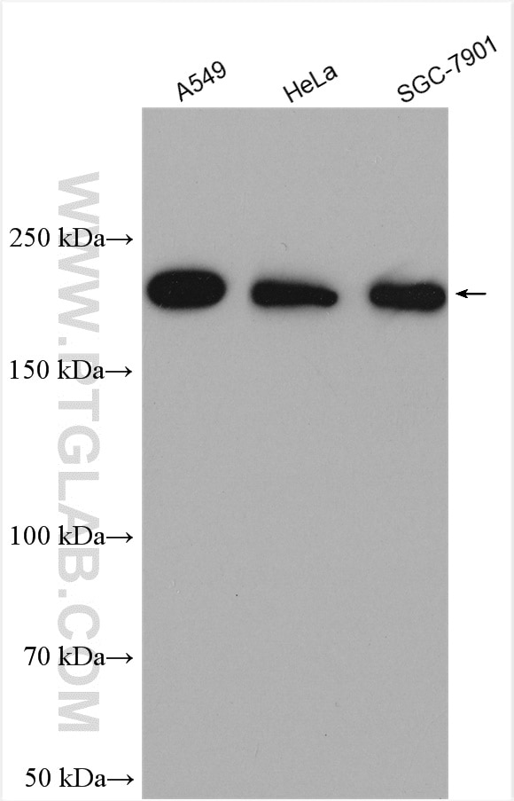 Western Blot (WB) analysis of various lysates using Myh9 Polyclonal antibody (14844-1-AP)