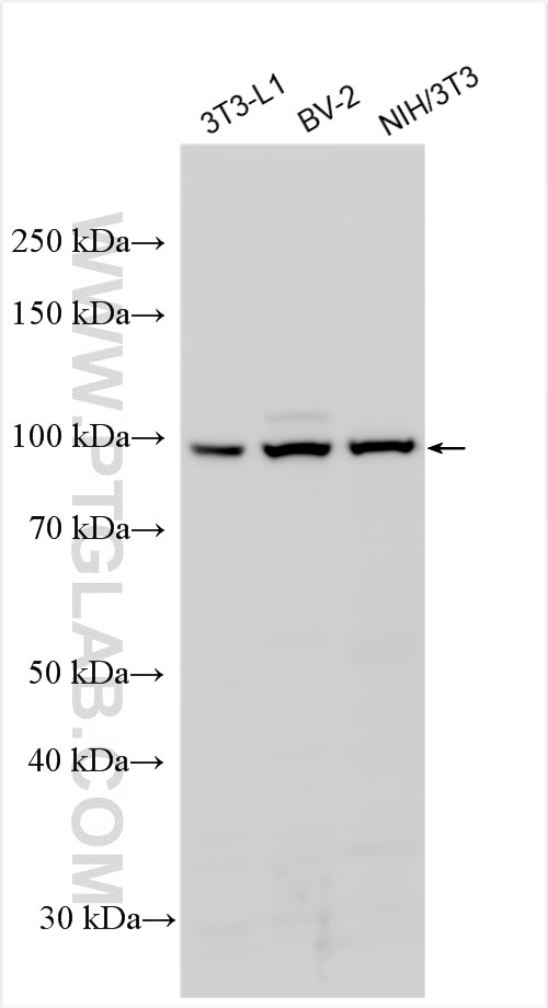Western Blot (WB) analysis of various lysates using Myocd Polyclonal antibody (51132-1-AP)