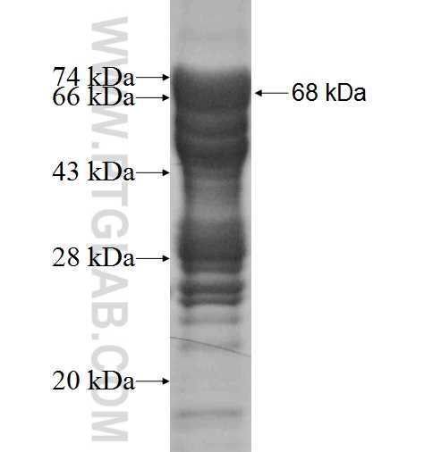Myocd fusion protein Ag3123 SDS-PAGE