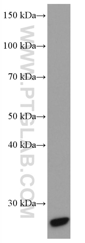 Western Blot (WB) analysis of human heart tissue using Myogenin Monoclonal antibody (67082-1-Ig)