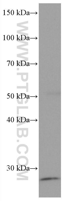 Western Blot (WB) analysis of pig heart tissue using Myogenin Monoclonal antibody (67082-1-Ig)