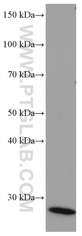 Western Blot (WB) analysis of rat heart tissue using Myogenin Monoclonal antibody (67082-1-Ig)