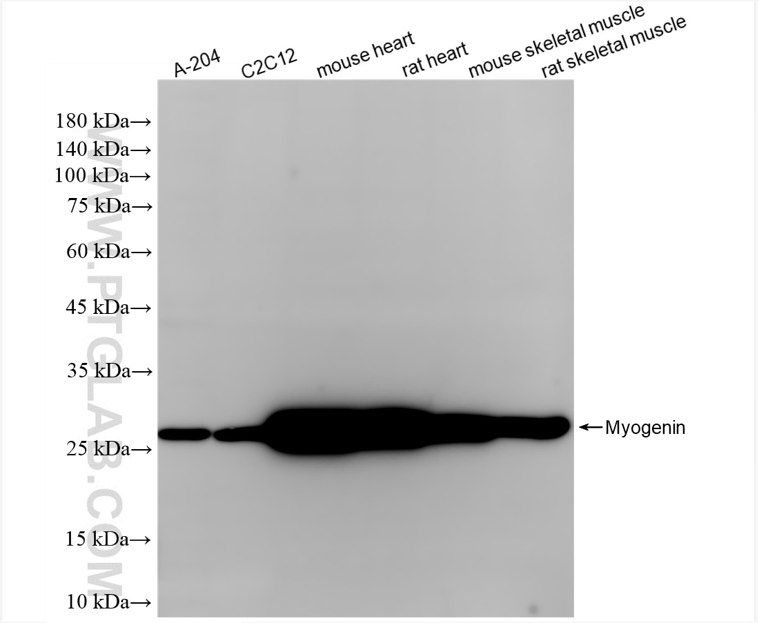 Various lysates were subjected to SDS PAGE followed by western blot with 86192-3-RR (Myogenin antibody) at dilution of 1:10000 incubated at room temperature for 1.5 hours. Western Blot (WB) analysis of various lysates using Myogenin Recombinant antibody (86192-3-RR)