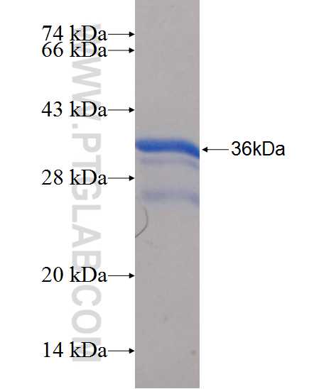 Myogenin fusion protein Ag25081 SDS-PAGE