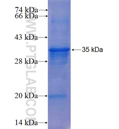 Myogenin fusion protein Ag6414 SDS-PAGE