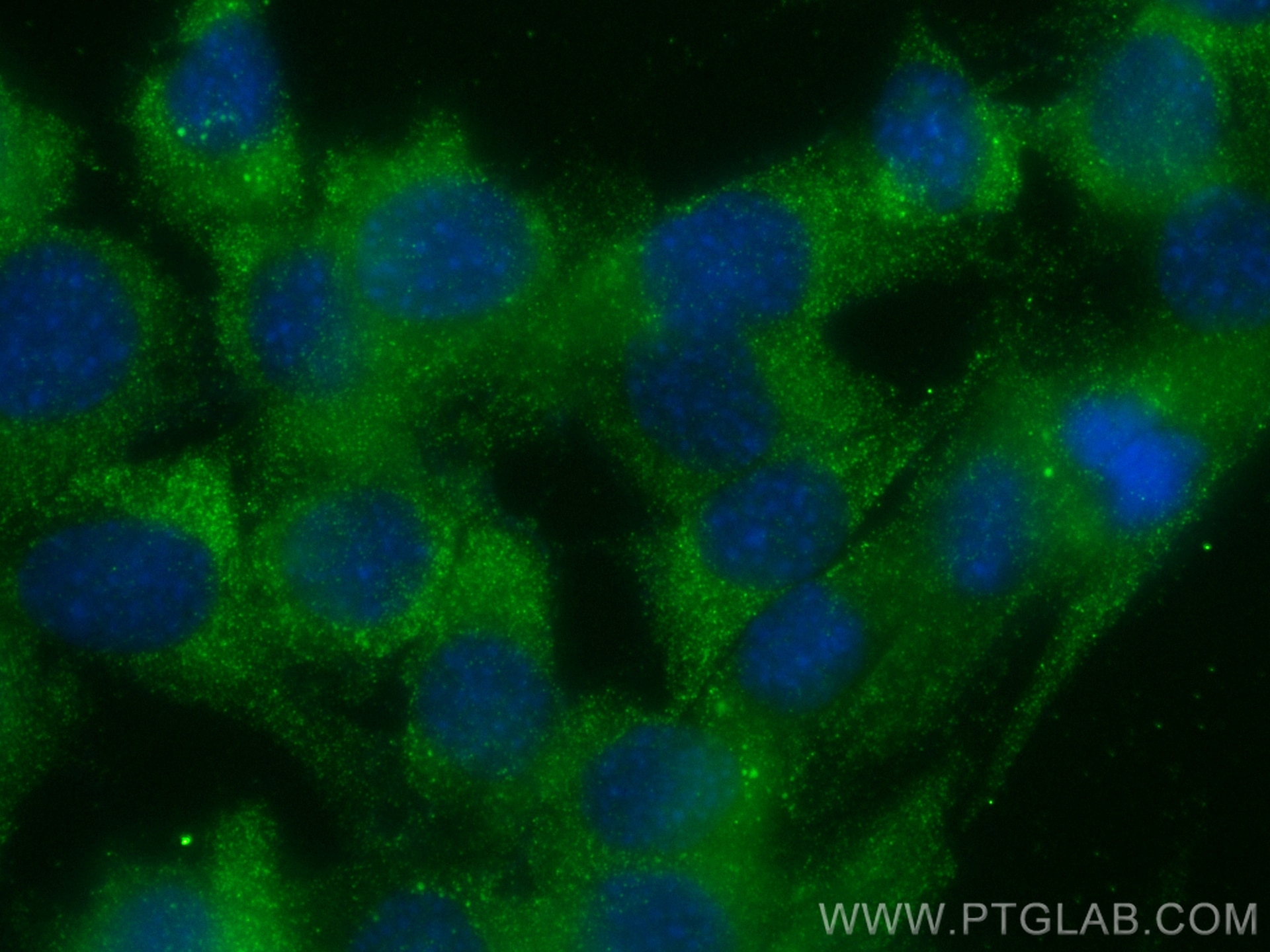 Immunofluorescence (IF) / fluorescent staining of C2C12 cells using Myoglobin Monoclonal antibody (66205-1-Ig)
