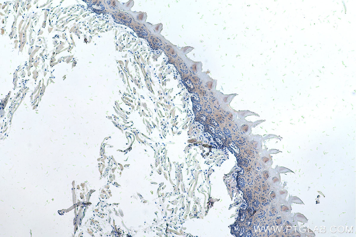 Immunohistochemistry (IHC) staining of mouse tongue tissue using Myoglobin Monoclonal antibody (66205-1-Ig)