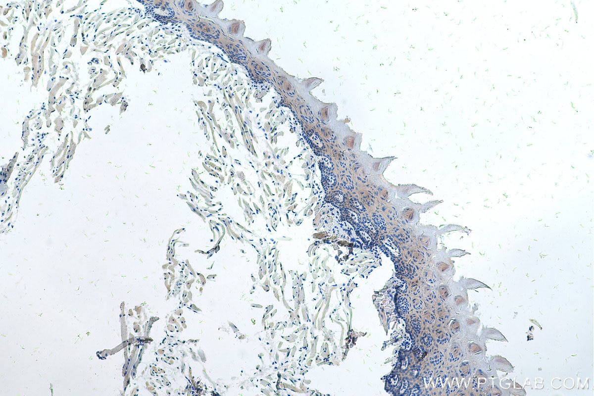 Immunohistochemistry (IHC) staining of mouse tongue tissue using Myoglobin Monoclonal antibody (66205-1-Ig)