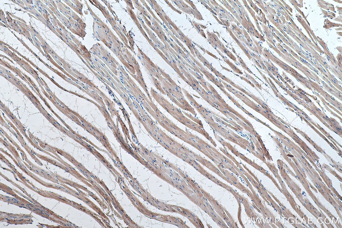 Immunohistochemistry (IHC) staining of rat heart tissue using Myoglobin Monoclonal antibody (66205-1-Ig)