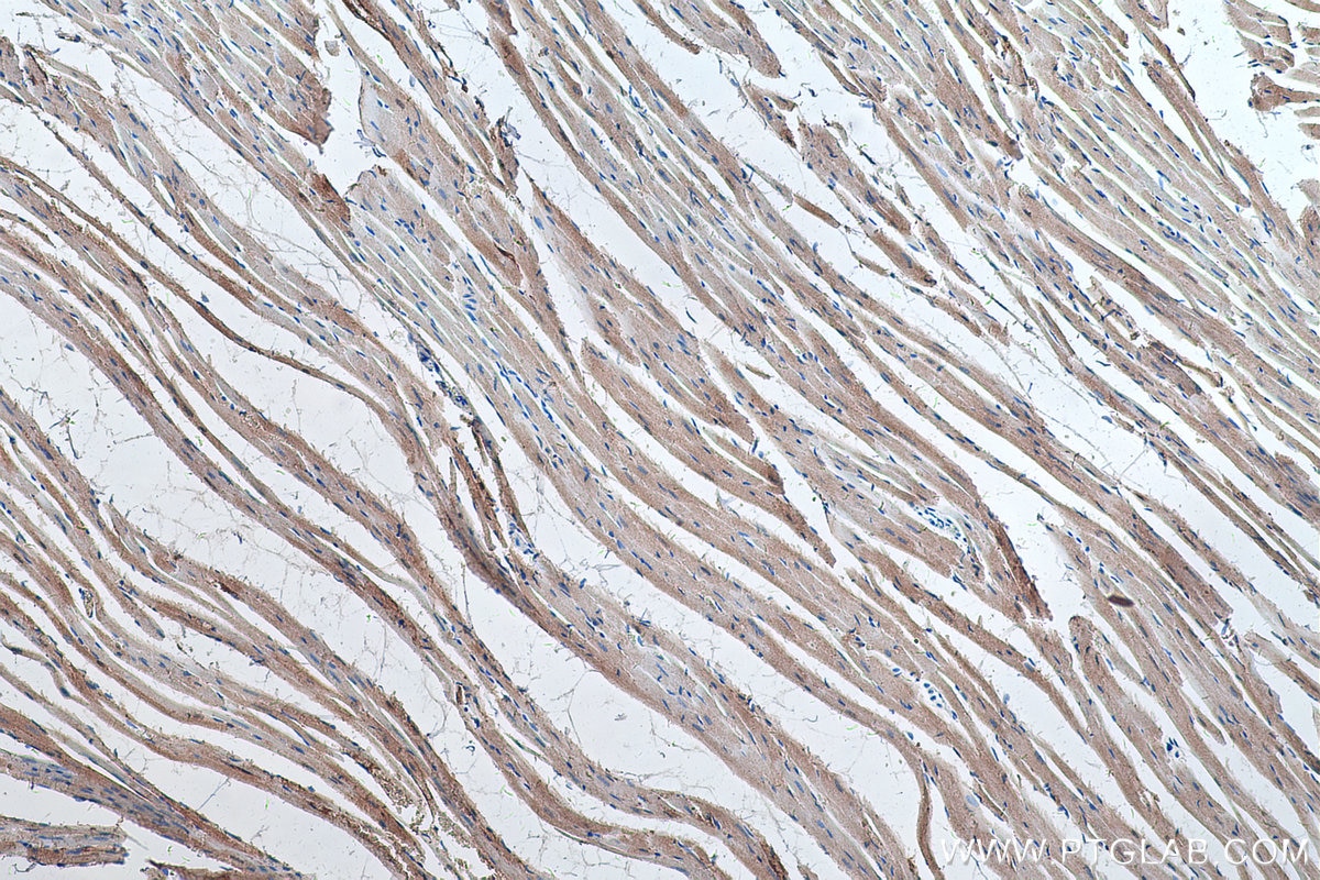 Immunohistochemistry (IHC) staining of rat heart tissue using Myoglobin Monoclonal antibody (66205-1-Ig)