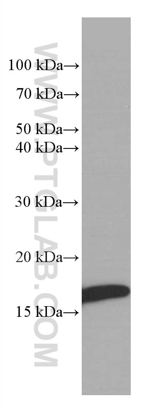 Western Blot (WB) analysis of human heart tissue using Myoglobin Monoclonal antibody (66205-1-Ig)