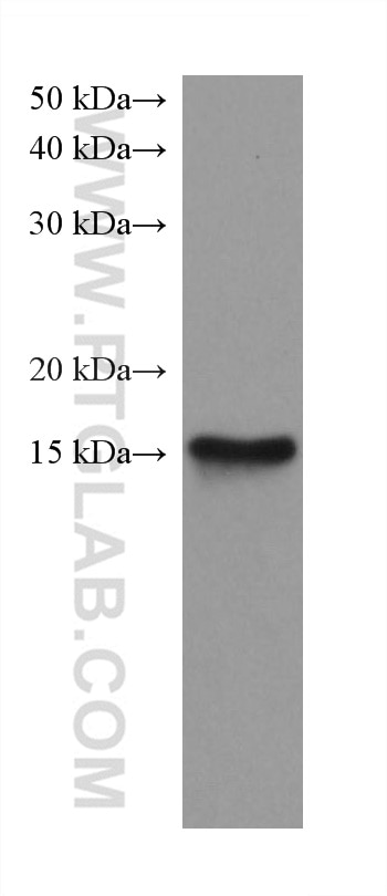 Western Blot (WB) analysis of pig heart tissue using Myoglobin Monoclonal antibody (66205-1-Ig)