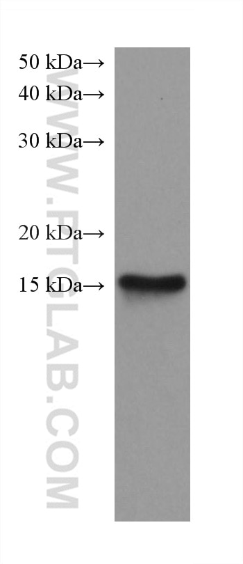 WB analysis of pig heart using 66205-1-Ig