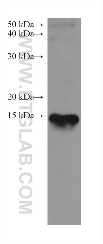 Western Blot (WB) analysis of rat heart tissue using Myoglobin Monoclonal antibody (66205-1-Ig)