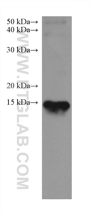 Western Blot (WB) analysis of rat heart tissue using Myoglobin Monoclonal antibody (66205-1-Ig)