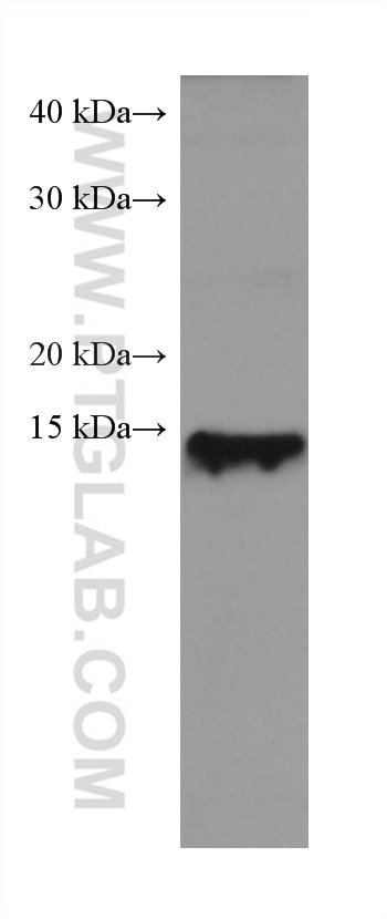Western Blot (WB) analysis of mouse heart tissue using Myoglobin Monoclonal antibody (66205-1-Ig)