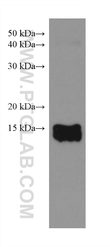 Western Blot (WB) analysis of rabbit heart tissue using Myoglobin Monoclonal antibody (66205-1-Ig)