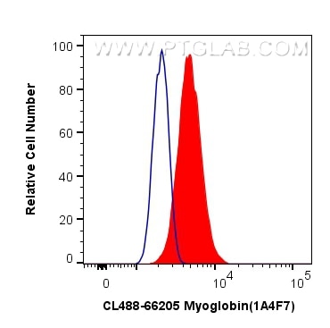 Flow cytometry (FC) experiment of C2C12 cells using CoraLite® Plus 488-conjugated Myoglobin Monoclonal (CL488-66205)