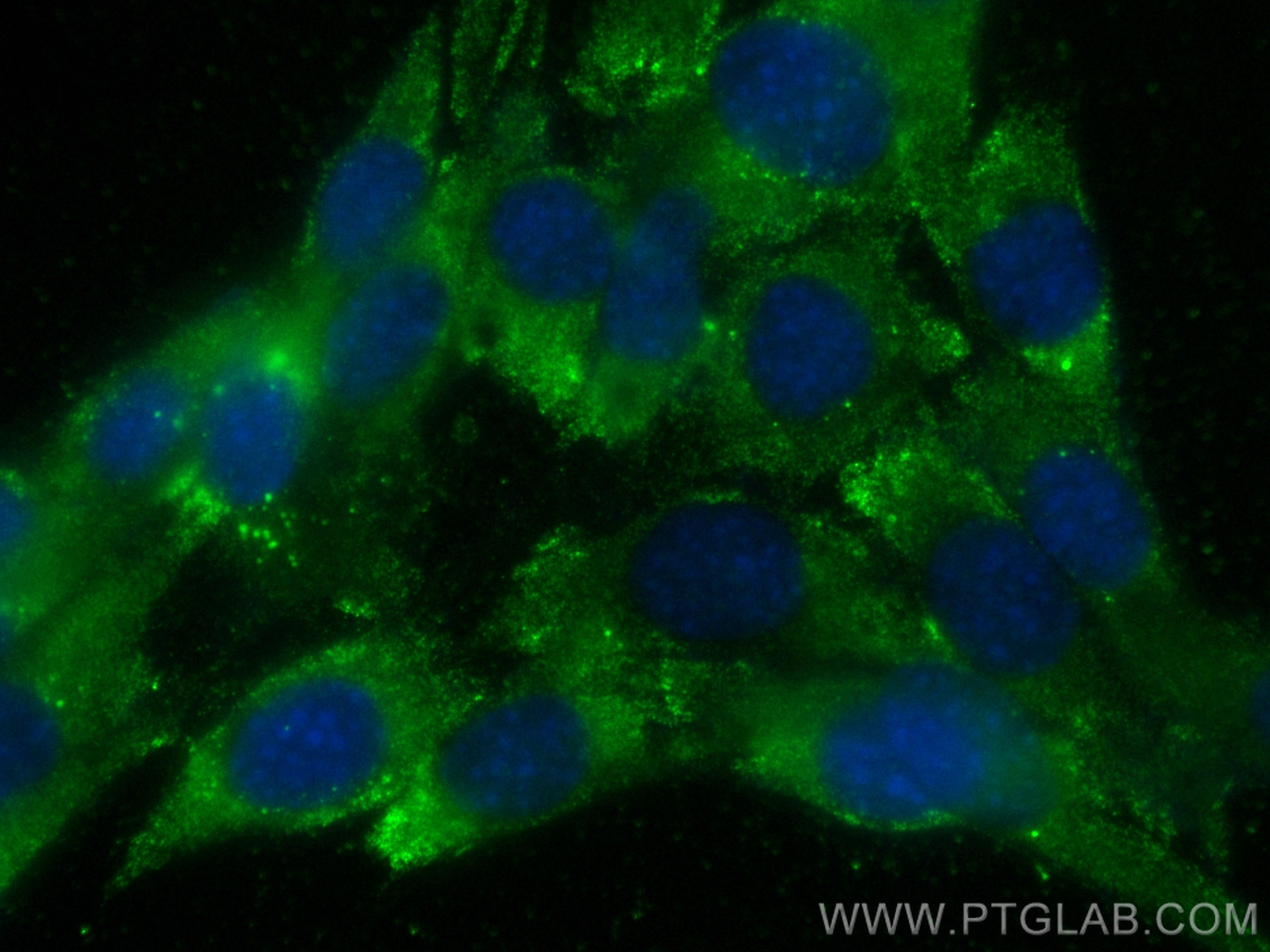 Immunofluorescence (IF) / fluorescent staining of C2C12 cells using CoraLite® Plus 488-conjugated Myoglobin Monoclonal (CL488-66205)