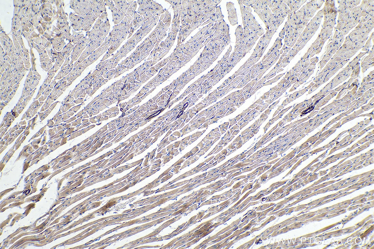 Immunohistochemistry (IHC) staining of mouse heart tissue using MYH2-specific Monoclonal antibody (66212-1-Ig)