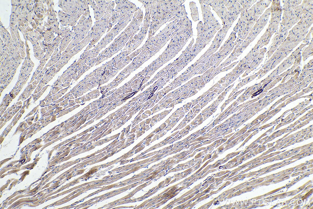 Immunohistochemistry (IHC) staining of mouse heart tissue using MYH2-specific Monoclonal antibody (66212-1-Ig)