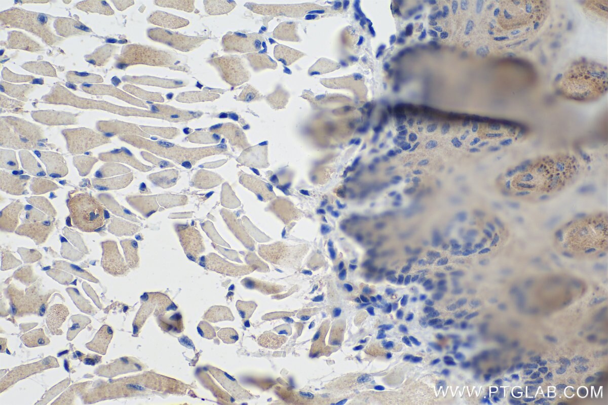 IHC staining of mouse tongue using 66212-1-Ig