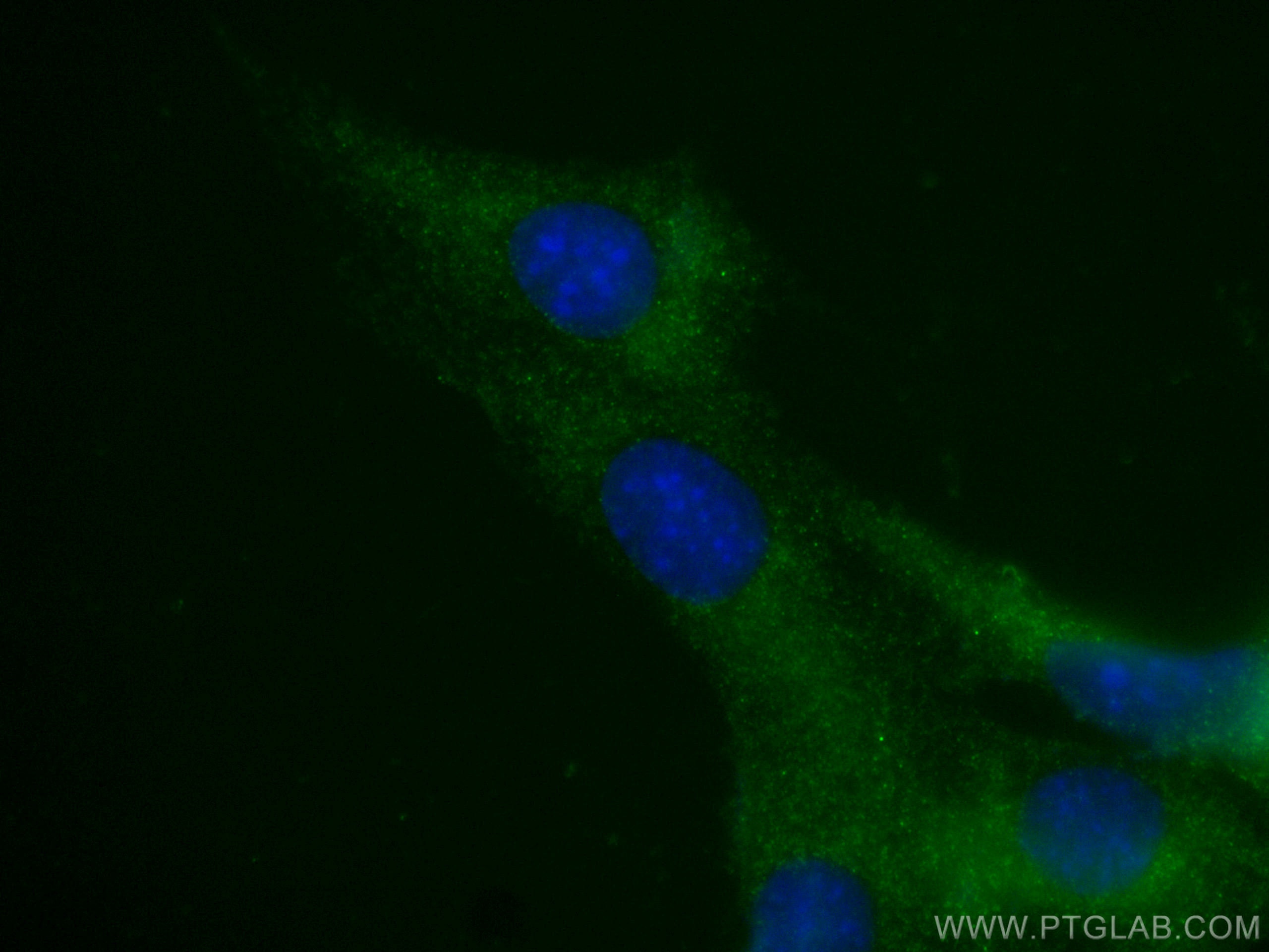 Immunofluorescence (IF) / fluorescent staining of C2C12 cells using CoraLite® Plus 488-conjugated Myosin Light Chain 2 (CL488-60229)