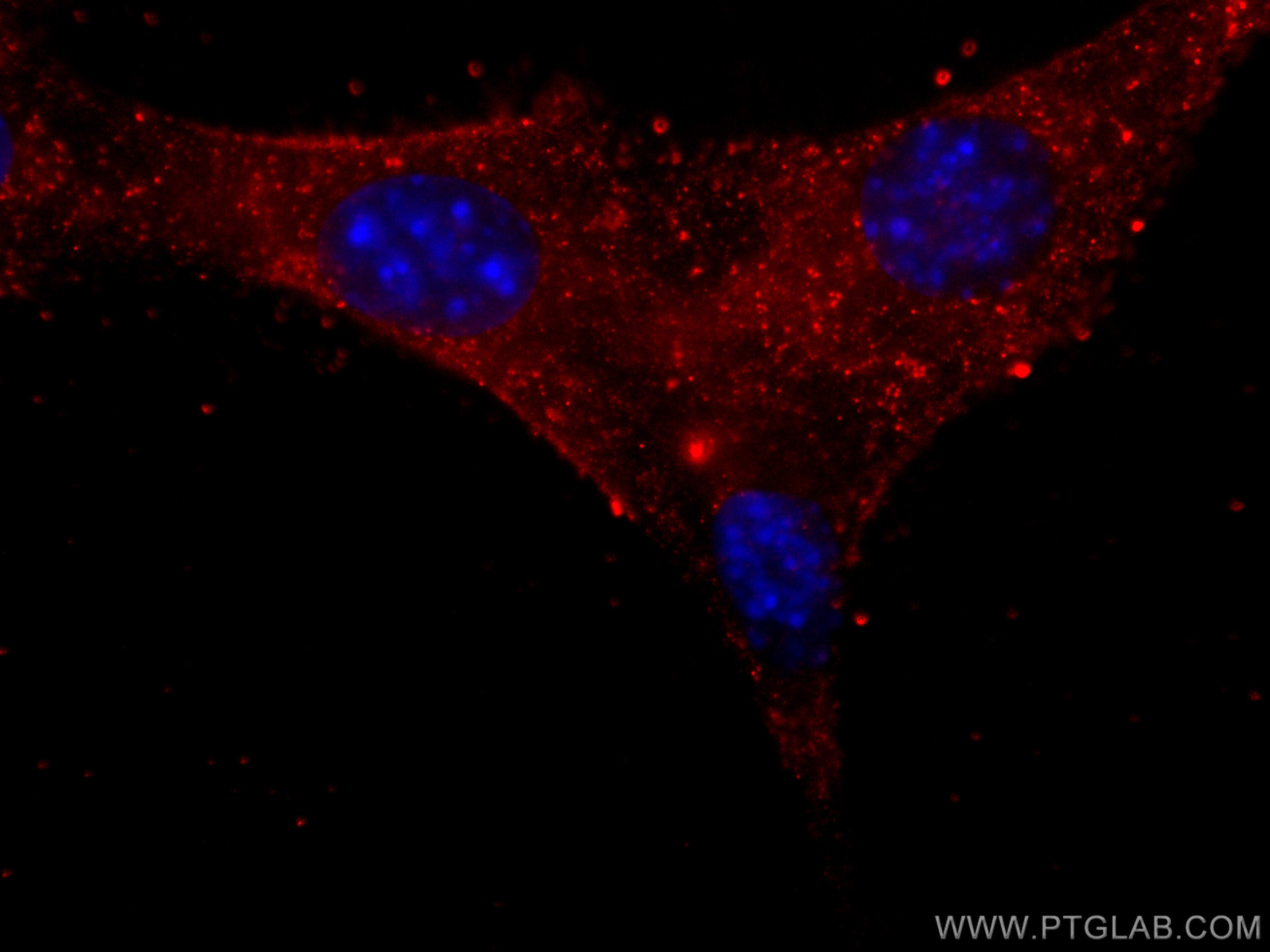 IF Staining of C2C12 using CL594-60229