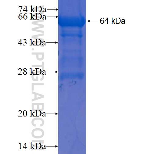 TOM1 fusion protein Ag22931 SDS-PAGE
