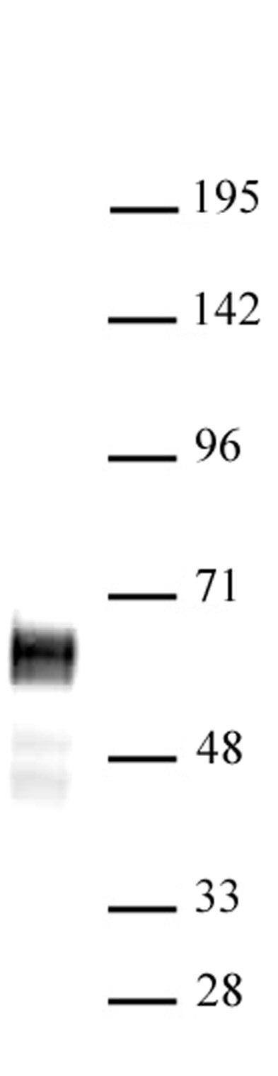 NMyc antibody (pAb) Proteintech