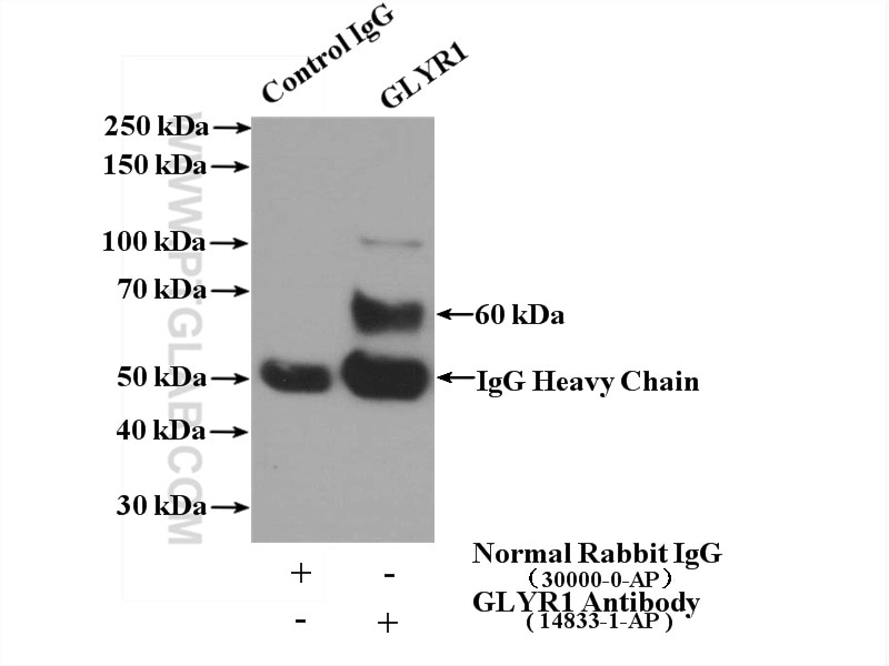 Immunoprecipitation (IP) experiment of K-562 cells using GLYR1 Polyclonal antibody (14833-1-AP)