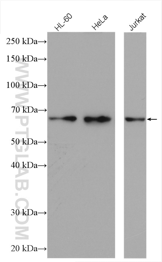 Western Blot (WB) analysis of various lysates using GLYR1 Polyclonal antibody (14833-1-AP)