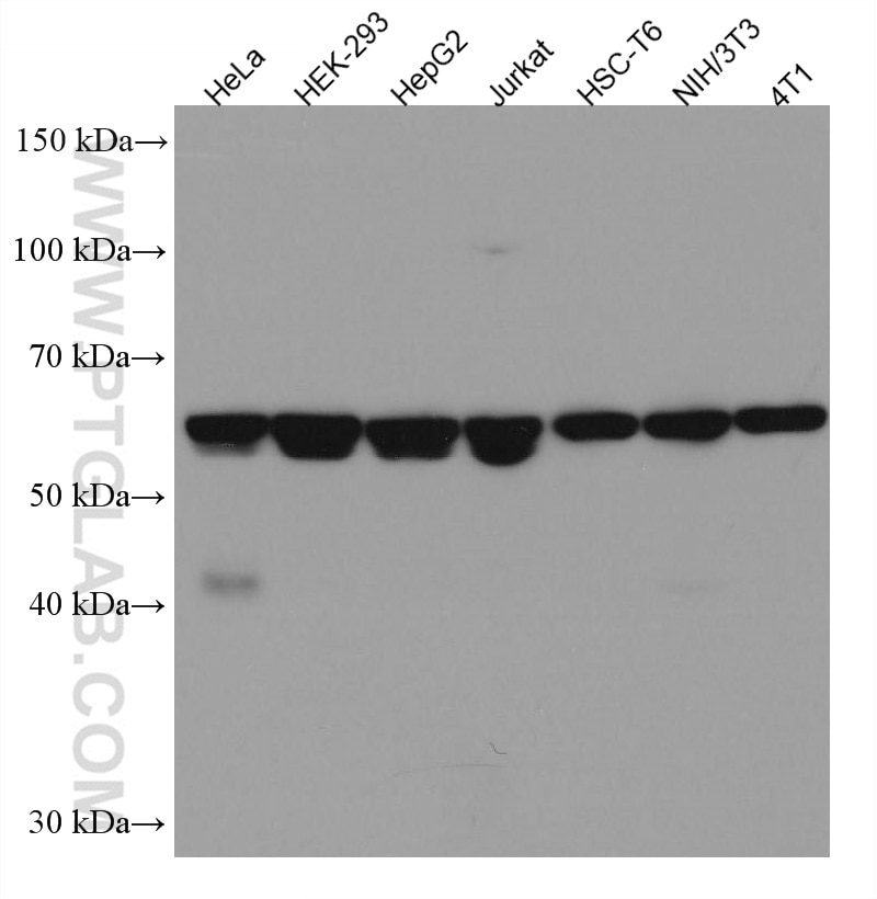 Western Blot (WB) analysis of various lysates using N-PAC Monoclonal antibody (67340-1-Ig)