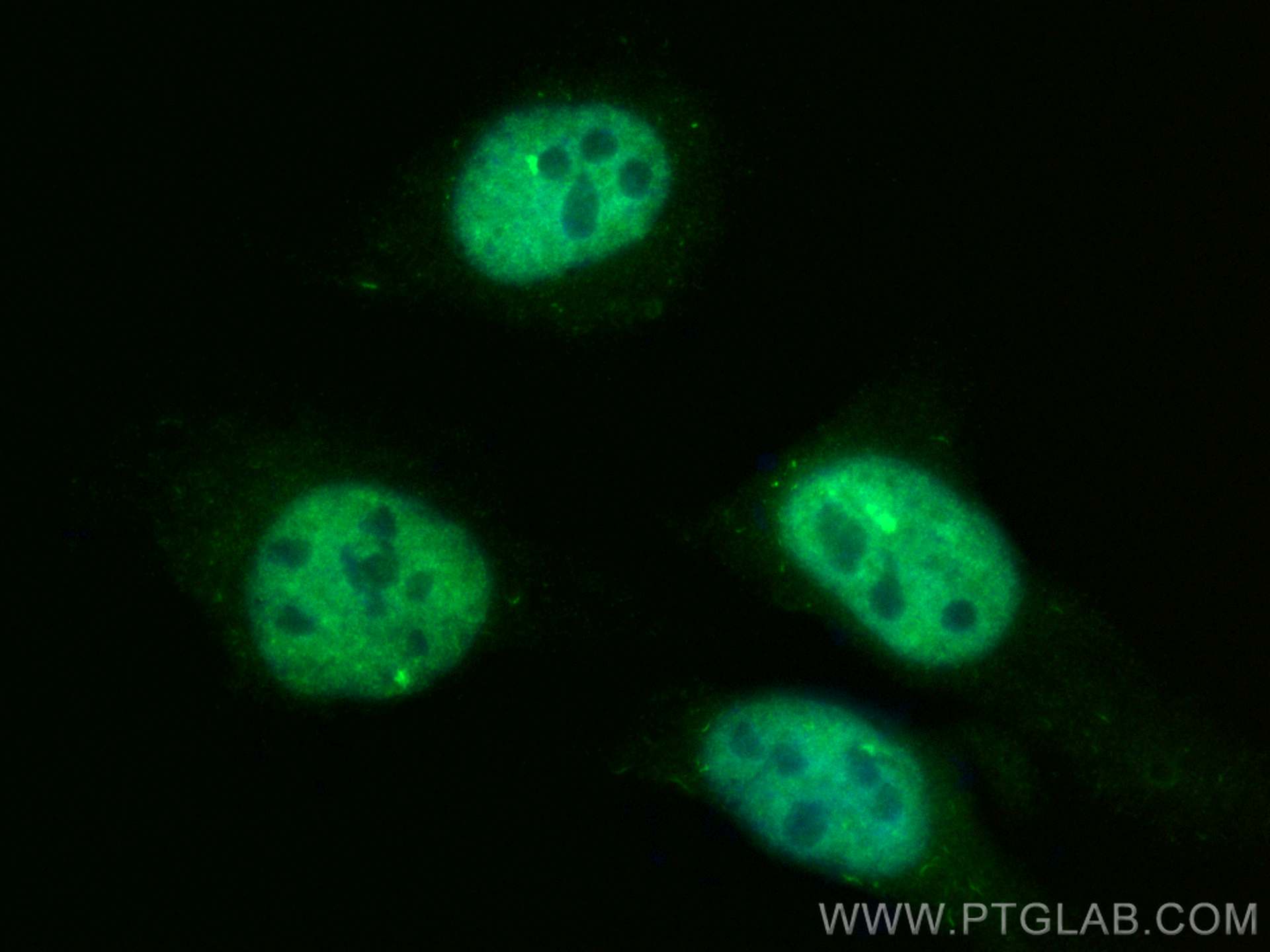 Immunofluorescence (IF) / fluorescent staining of HeLa cells using CoraLite® Plus 488-conjugated N-PAC Monoclonal ant (CL488-67340)