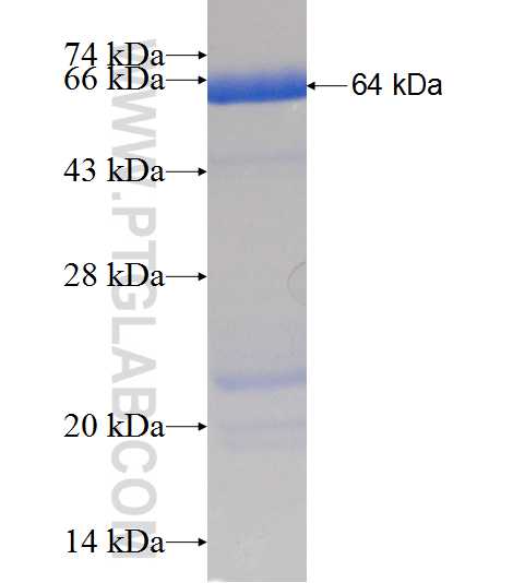 N-PAC fusion protein Ag6637 SDS-PAGE